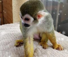 Minunată maimuță veveriță fermecătoare pentru adopție