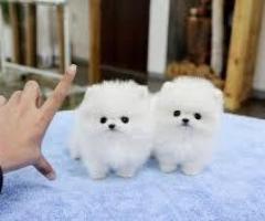 Cățeluși Pomeranian minunați pentru casa ta