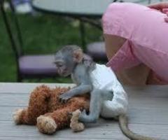 Uimitoare maimuță capucină disponibilă